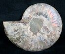 Beautiful Split Ammonite (Half) #5650-1